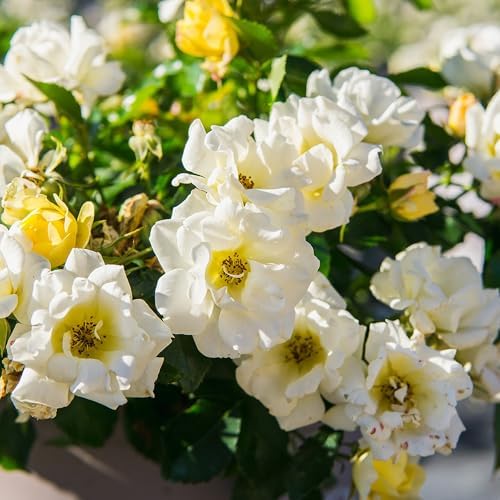 Popcorn Drift Rose 1 Gallon