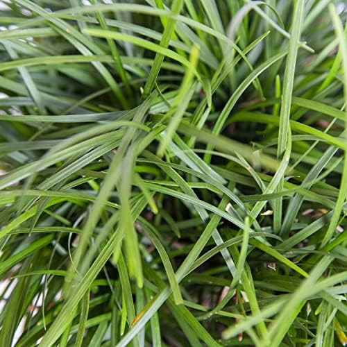 Mondo Grass 18 Pack - Evergreen Groundcover - Full Sun to Part Sun Live Outdoor Plant Loropetalum Grass Plugs