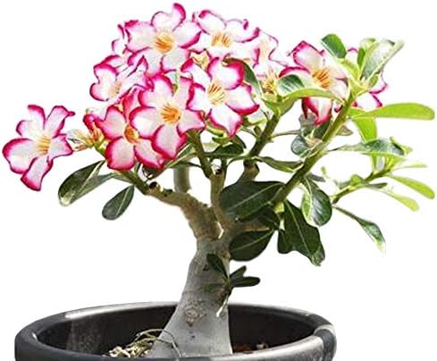 Desert Rose， Adenium Obesum one Year Plant ， Baby Size Bonsai Caudex (1 Rose)