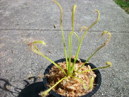 Carnivorous Cape Sundew (Drosera Capensis) Plant 3 inch Pot
