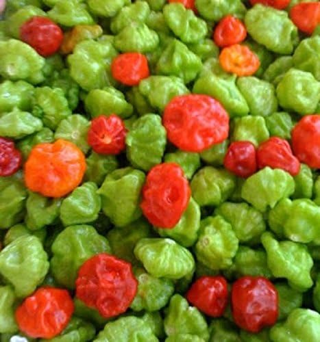 SVI 100 Cachucha Pepper Seeds (Capsicum Chinense) - Aji Dulce Sweet Pepper Seed Packets, Small, Round Peppers - Non GMO