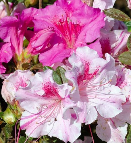 Encore Azalea Autumn Twist (2 Gallon) Pink Flowering Shrub Alive/Full Sun Live Outdoor Plant/Evergreen Plants Purple Pink Flowering Shrub - Full Sun