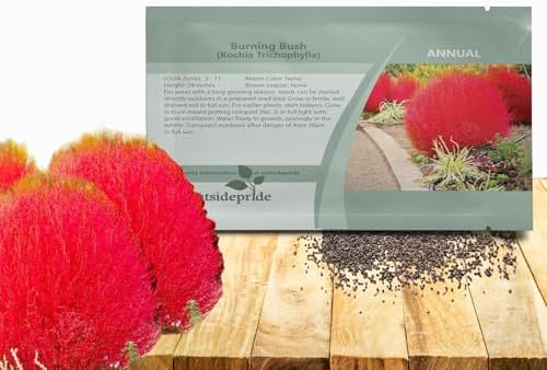 Outsidepride Kochia Trichophylla Burning Bush Seeds - 5000 Count (Vibrant Fall Color, Drought Tolerant) Shrubs and Bushes Live Plants Outdoor, No Maintenance Bushes for Landscaping