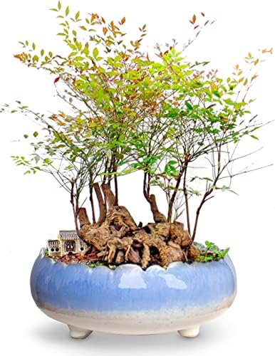 Dahlia 8.3'' Inch Large Shallow Drip Glazed Ceramic Planter/Succulent Pot/Plant Pot, Green