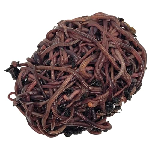 500 (1/2lb+) Red Wigglers Live Worms for Composting and Garden - Earth Worms - Live Delivery! Worm Castings - Worm Farm for Kids & Worm Castings