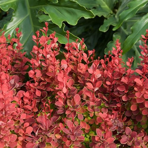 Southern Living 2 Gal. Orange Rocket Barberry Shrub