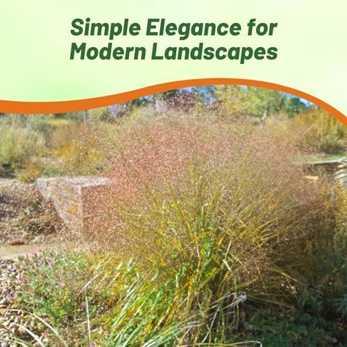 Outsidepride 500 Seeds Perennial Eragrostis Spectabilis Ornamental Love Grass Seed for Planting