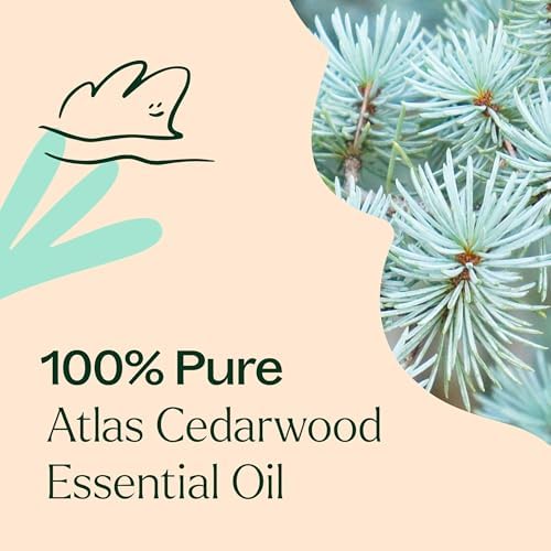 Plant Therapy Atlas Cedarwood Essential Oil 30 mL 100% Pure, Undiluted | Grounding & Relaxing, Supports Healthy Scalp & Hair