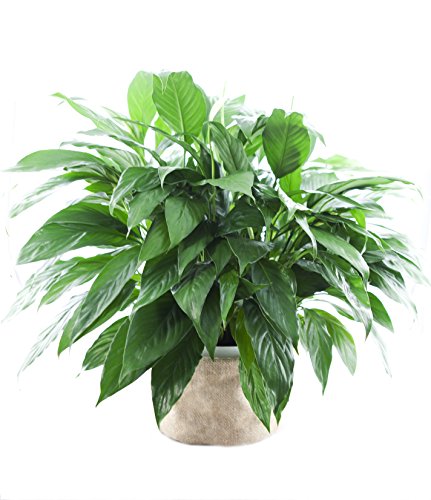KaBloom-Peace Lily Plant (USABQ) for Valentine, Mother's Day