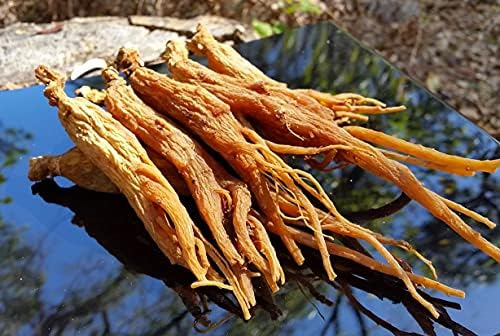 Red Panax Ginseng 1-16oz | 6 Year Old Whole Roots | Korean Red Ginseng | Premium Grade, Very Large | High Ginsenosides for Energy