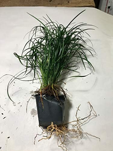 Mondo Grass (Ophiopogon japonicus) 3.5 inch pots. (30)