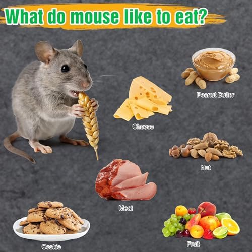 4 Pcs Humane Live Mouse Traps No Kill Reusable Mice Trap Catch