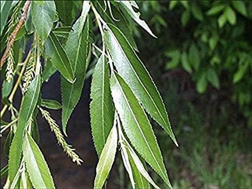 6 Black Willow Trees Cuttings - Easy to Grow - Very Attractive and Fast Growing Shade or Privacy Trees - 6 Live Trees