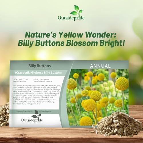 Outsidepride Billy Button Craspedia Globosa Seeds - 1000 Pcs Perennial, Hardy & Drought Tolerant, Flower Seeds for Planting w/Yellow Spherical Blooms, Ideal for Cut Flower & Pollinator Gardens