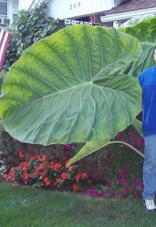 2 Plants - Thailand Giant Colocasia - Elephant Ear -Taro - 4 Inch Pot