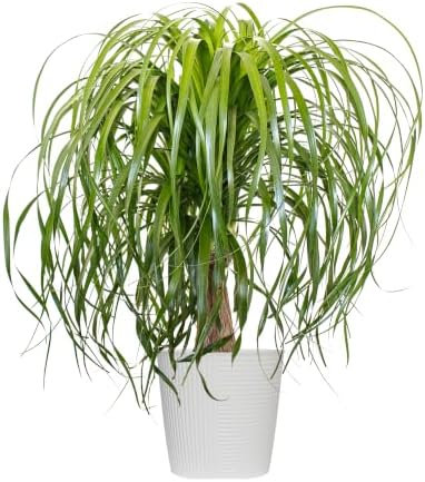 Ponytail Palm Live Plant by United Nursery Indoor House Plant for Home, Patio, or Office Decor (Plant Pot, 10-inch Pot)