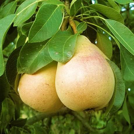 20th Century Asian Pear Tree 'Nijisseiki' - Live Fruit Plant Shipped 3 Feet Tall by DAS Farms