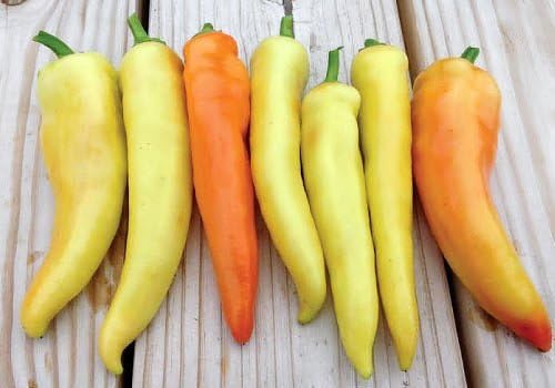 30 Hungarian Sweet Banana Wax Sweet Pepper Seeds Heirloom Non-GMO from USA | Prolific, Spicy, Delicious, Capsicum annuum