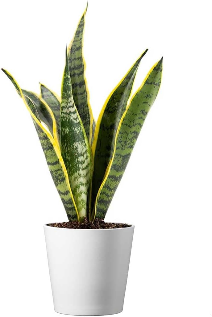 American Plant Exchange Snake Plant – Medium 6-Inch Pot Yellow Sansevieria Trifasciata, Drought-Tolerant, Air-Purifying Live Houseplant for Home
