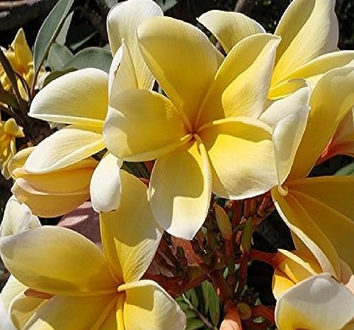 GROW HAWAII- HAWAIIAN YELLOW PLUMERIA PLANT CUTTING.