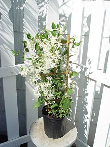 Raymond Evison Clematis - Clematis Giselle (Clematis) Perennial, pink flowers, 8`` - Size Container