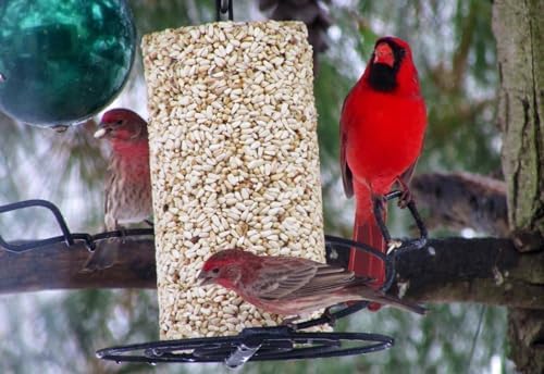 2-Pack Mr. Bird Safflower Feast Wild Bird Seed Cylinder 28oz | Wild Bird Food for Outdoor Birds | Backyard Birdfeeding | Squirrel Resistant