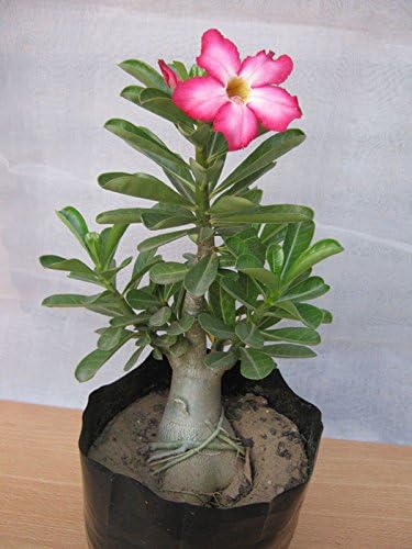 Live Healthy Desert Rose, Adenium obesum, plant. 10 inches tall. No Pesticides