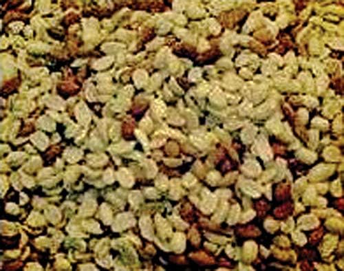 RAW Peanut Shelled Peanuts 50 Lb