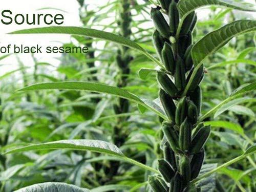 100% Black Sesame Seeds Powder, No Sugar, Low Temp Roasted, HALAL, NON-GMO, Black Sesame Paste Made in Taiwan 12.36oz (350g)