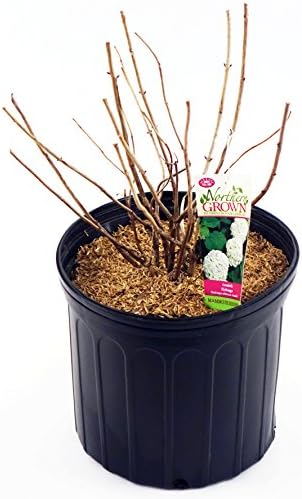 First Editions - Hydrangea pan. Vanilla Strawberry (Panicle Hydrangea) Shrub, white/pink/red flowers, #3 - Size Container