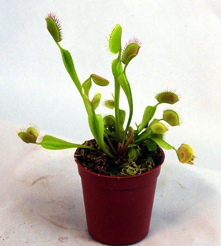 Venus Fly Trap Plant - Carnivorous - Dionaea - 2" Pot