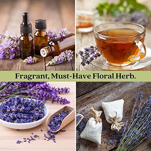 Clovers Garden English Lavender (Lavandula) Hidcote Blue Plants – Two (2) Live Plants – Non-GMO - Not Seeds - Each 4" to 8" Tall – in 4" Inch