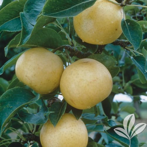 20th Century Asian Pear Tree 'Nijisseiki' - Live Fruit Plant Shipped 3 Feet Tall by DAS Farms