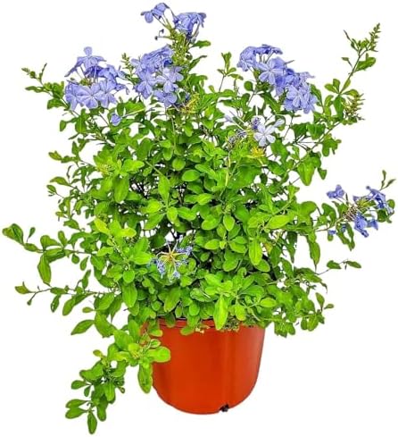 Plumbago Plant Imperial Blue - Live Flowering Plant - Overall Height 20" to 24", 3 Gallon Pot - Tropical Plants of Florida