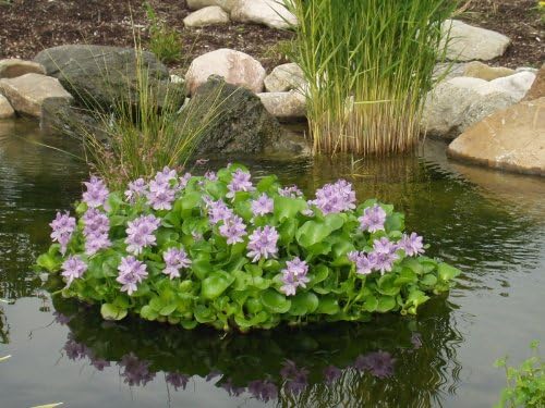 Floating Flora Fish Barrier - 18 Inch Diameter