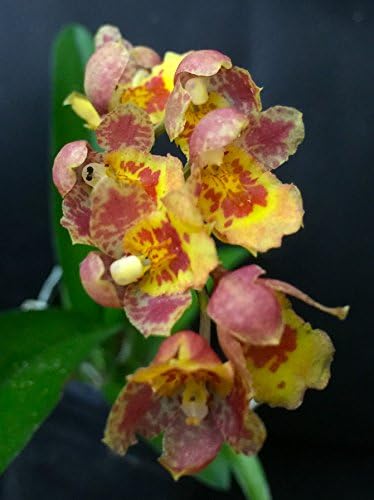 Hwra Lava Burst Puanani - Super Easy to Grow and Bloom, Cute Miniature Orchid, Mildly Fragrant, Lots of Fun! (NOT in Bloom/Bud When Shipped)