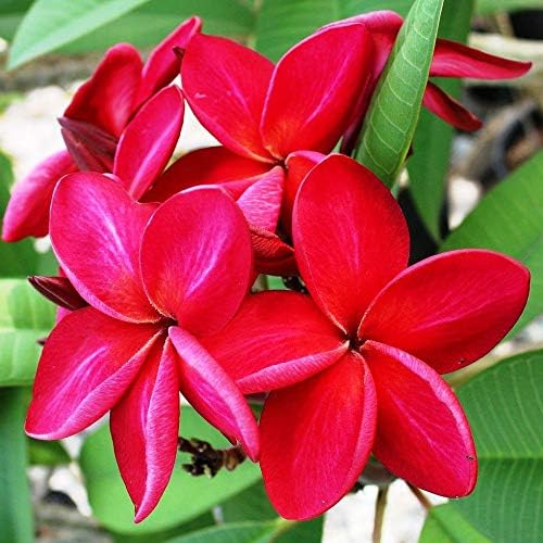 Hawaiian Plumeria Frangipani Plant Cuttings Red 8"-12" Long Discount Hawaiian Gifts