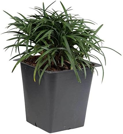 Dwarf Mondo Grass (Ophiopogon japonicus 'Nana') 18 Count Flat, 3.5" pots
