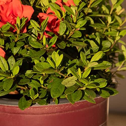 Encore Azalea Autumn Embers (1 Gallon) Red - Orange Flowering Shrub - Full Sun Live Outdoor Plant