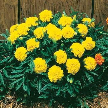 Park Seed Whopper Mix Marigold Flower Seeds – Giant 4-Inch Double Blooms in Yellow, Gold & Orange, Compact and Weather-Resistant Plants, Easy to Grow for Beds or Containers – Pack of 25