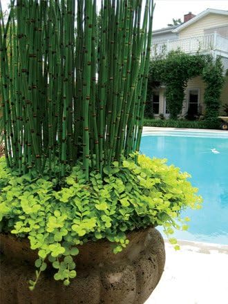 2 Horsetail Grass in 4 Inch Pots (2 Four Inch Pots with The Grass 3-6 Canes) in Each Pot