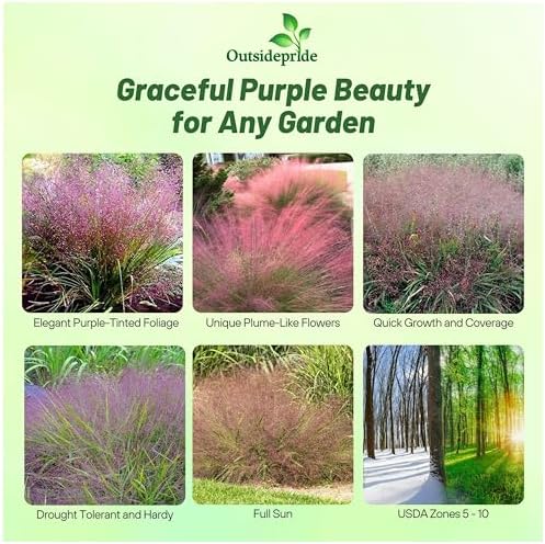 Outsidepride 500 Seeds Perennial Eragrostis Spectabilis Ornamental Love Grass Seed for Planting