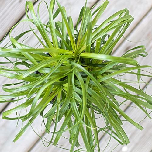 Ponytail Palm Live Plant by United Nursery Indoor House Plant for Home, Patio, or Office Decor (Plant Pot, 10-inch Pot)