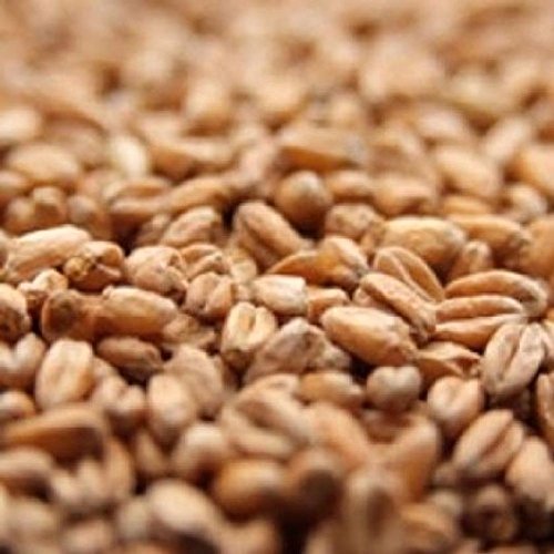 Briess Red Wheat Crushed Malt 10 lb