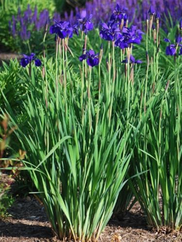 Iris s. 'Caesar's Brother' (Siberian) Perennial, Size-#1 Container, Deep Blue-Violet Flowers