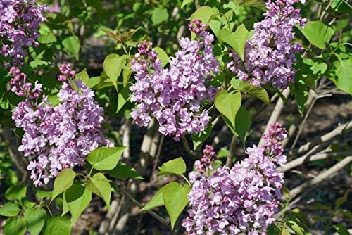 Proven Winners - Syringa x Bloomerang Dark Purple (Reblooming Lilac) Shrub, dark purple flowers, #3 - Size Container