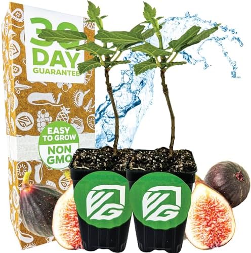 Olympian Fig Tree Live Plant - Ficus carica by Wellspring Gardens - Starter Plant Ideal for Gardens & Containers - Great for Indoor Houseplants, Outdoor Landscaping & Garden Planting