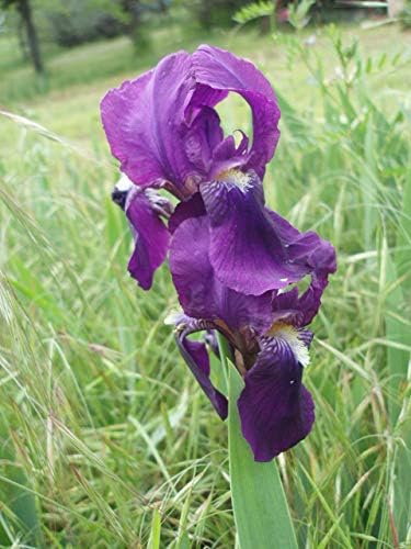 PURPLE/BLUE GERMAN BEARDED REBLOOMING IRIS (1) Rhizome/Bulb/Root Ready for Planting Now