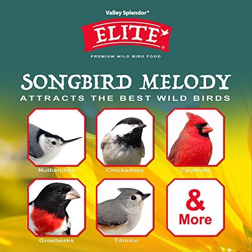 Songbird Melody