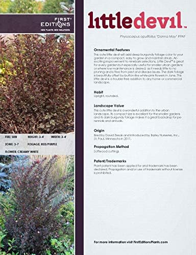 Proven Winners - Physocarpus op. Summer Wine (Ninebark) Shrub, red foliage, #2 - Size Container
